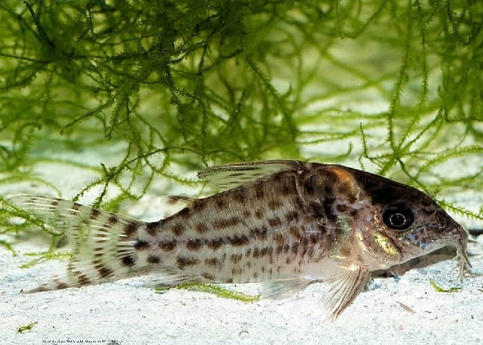 Spotted Cory Catfish "Corydoras agassizii"    
