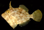 Green Filefish "Monacanthus hispidus"