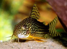 Sterbai Cory Catfish "Corydoras sterbai"- Med