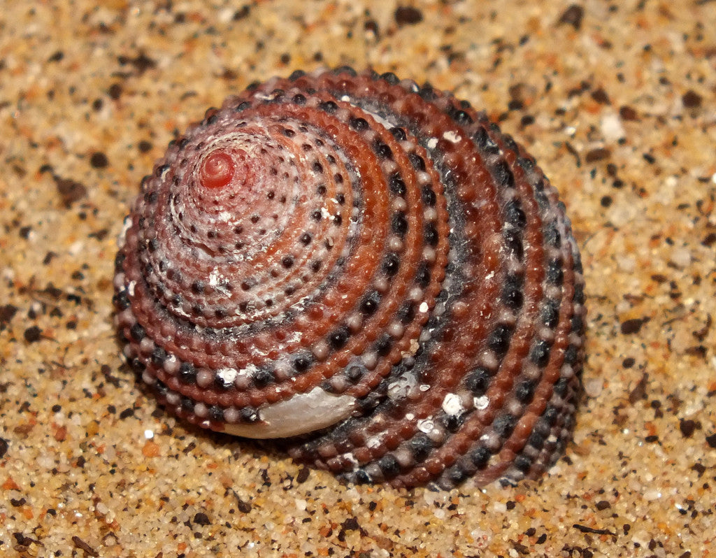 Strawberry Top Snail "Tectus conus"