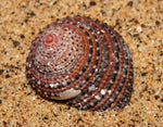 Strawberry Top Snail "Tectus conus"