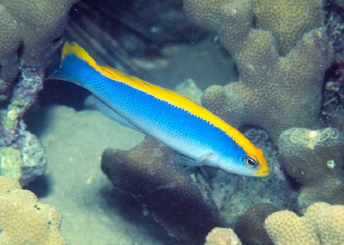 Sunrise Dottyback "Pseudochromis flavivertex"