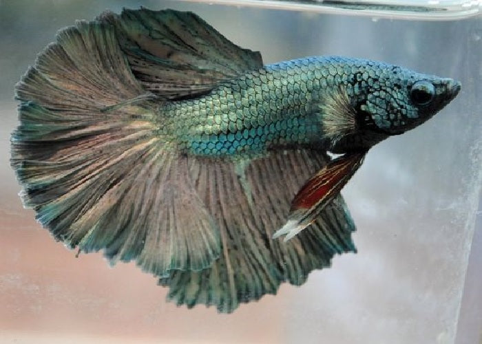 Bettas "Betta splendens"