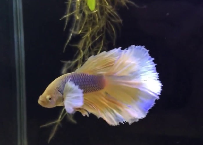 Bettas "Betta splendens"