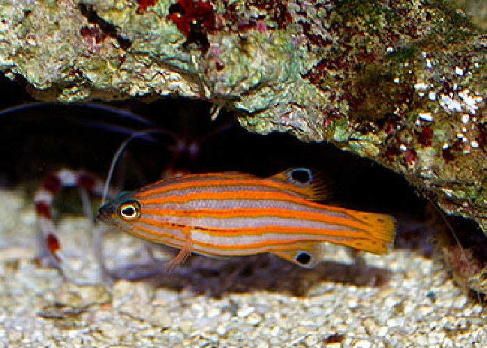 Swales Swissguard Basslet "Liopropoma swalesi"