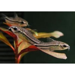 Corydoras hastatus –  Pygmy Cory (Check Picture)