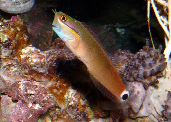 Tailspot Blenny "Ecsenus stigmatura"