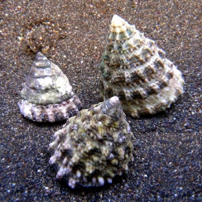 Turban Snail "Turbo setosus"
