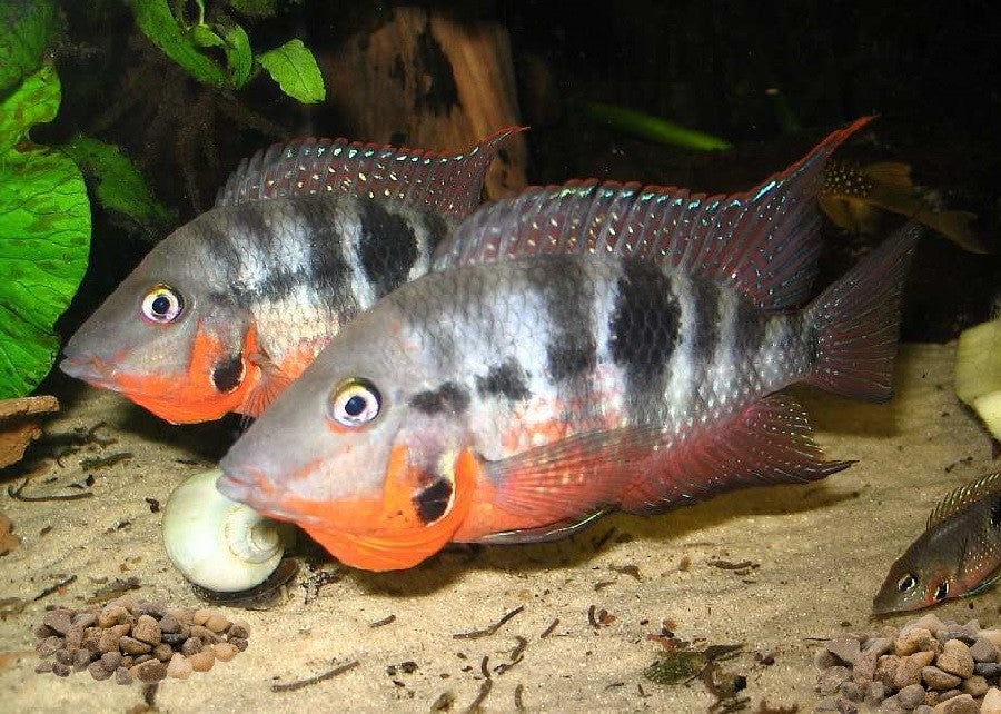 Firemouth Cichlid "Thorichthys meeki"