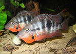 Firemouth Cichlid "Thorichthys meeki"