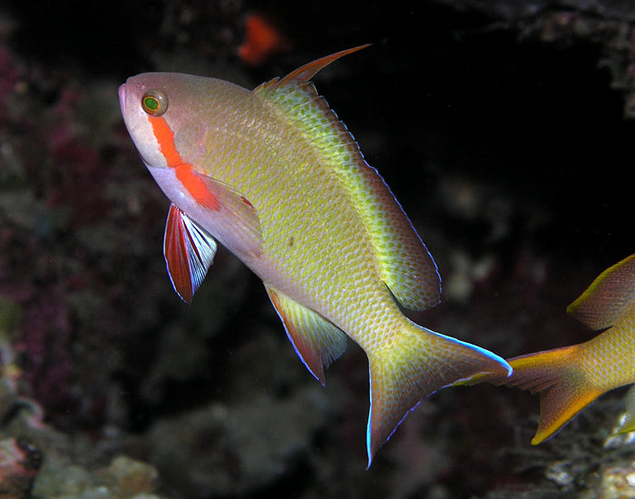 Green Anthias (Huchtii)