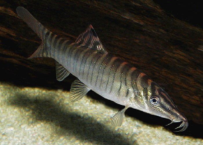 Tiger Botia Loach "Syncrossus hymenophysa"
