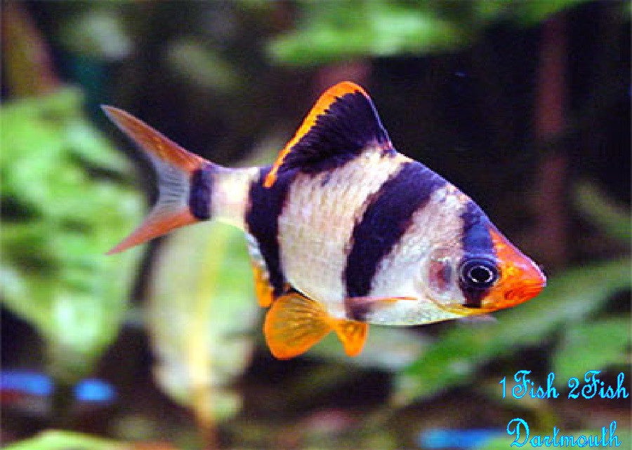 Tiger Barb "Puntius tetrazona"