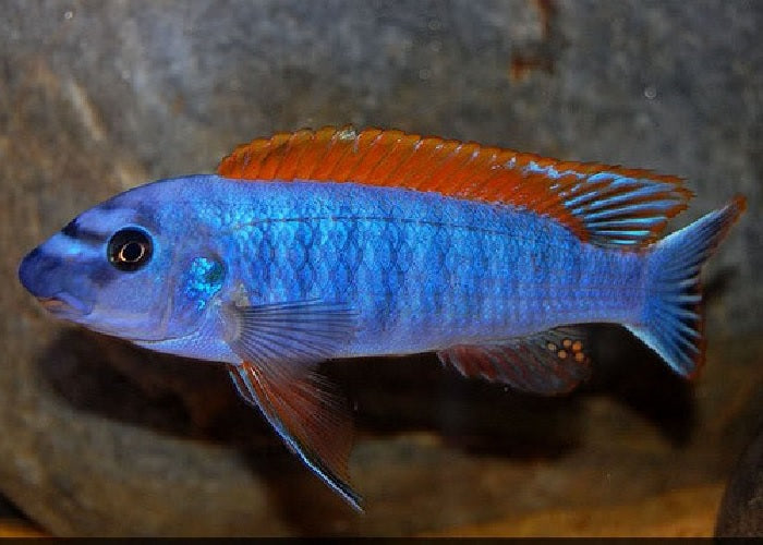Trewavas Red-Finned Cichlid "Labeotropheus trewavasae"