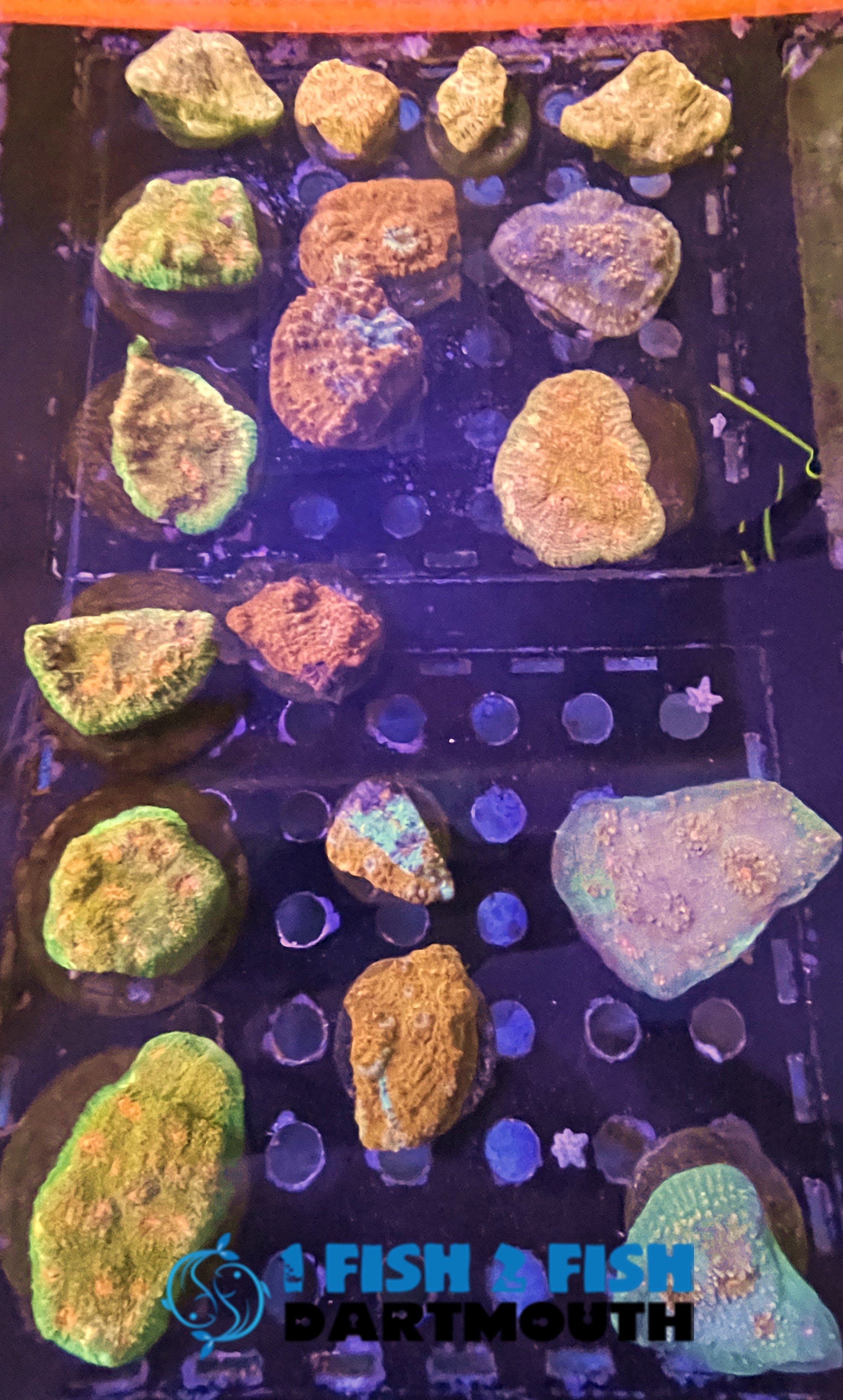 Assorted Ultra Chalice Frags (162)