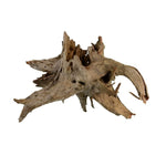 Underwater Treasures Eucalyptus Root