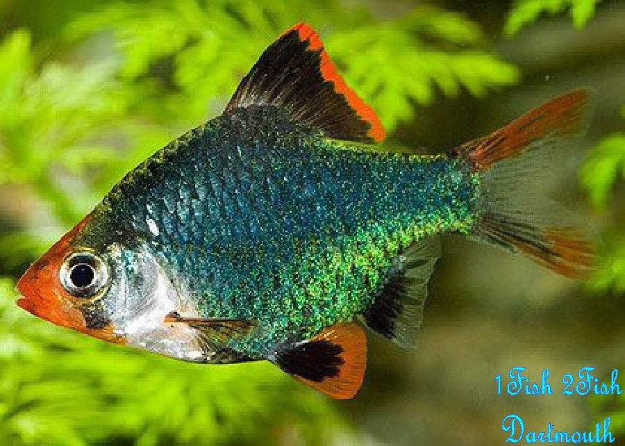 Green Tiger Barb "Puntius Tetrazona"