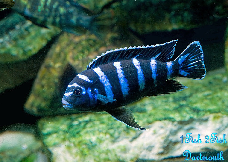 Demasoni Cichlid "Pseudotropheus demasoni"