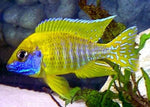 Peacock Cichlids "Aulonocara"