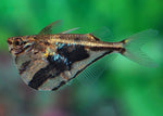 Marbled Hatchetfish "Carnegiella strigata"
