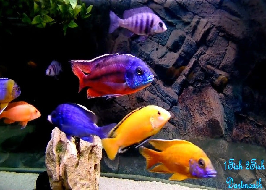 Red Zebra Cichlid