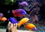 Red Zebra Cichlid