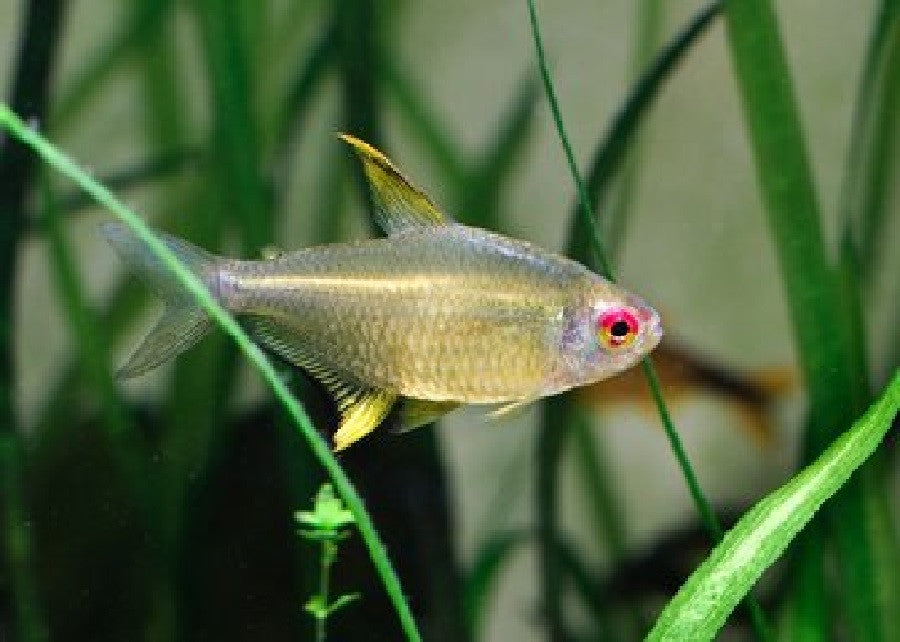 Lemon Tetra "Hyphessobrycon pulchripinnis"
