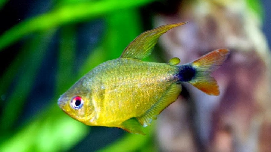 Kitty Tetra "Hyphessobrycon heliacus"