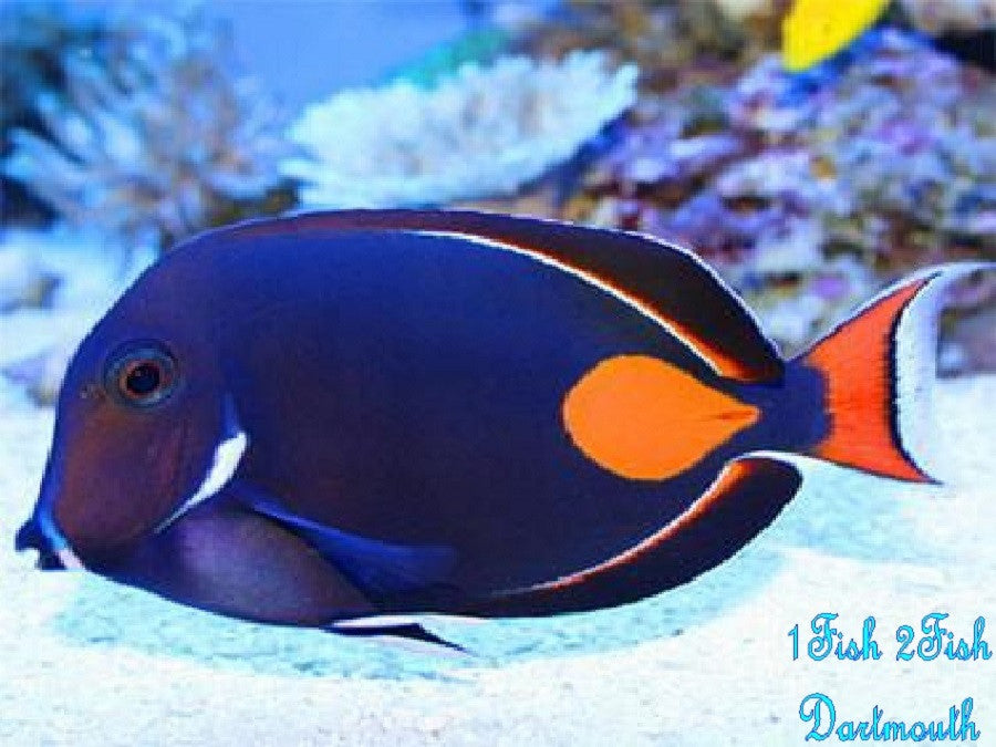 Achilles Tang "Acanthurus achilles"