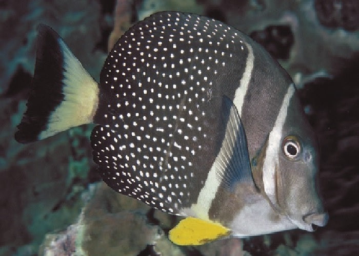 Mustard Guttatus Tang "Acanthurus guttatus"