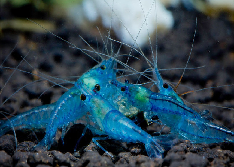Blue Sakura Shrimp "Caridina sp."