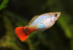 Platy Fish ''Xiphophorus maculatus''