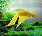 Bettas "Betta splendens"