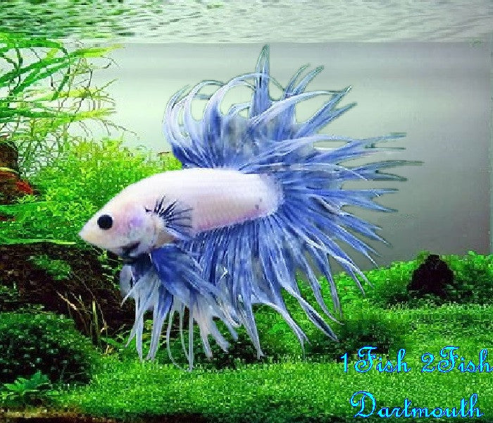 Bettas "Betta splendens"