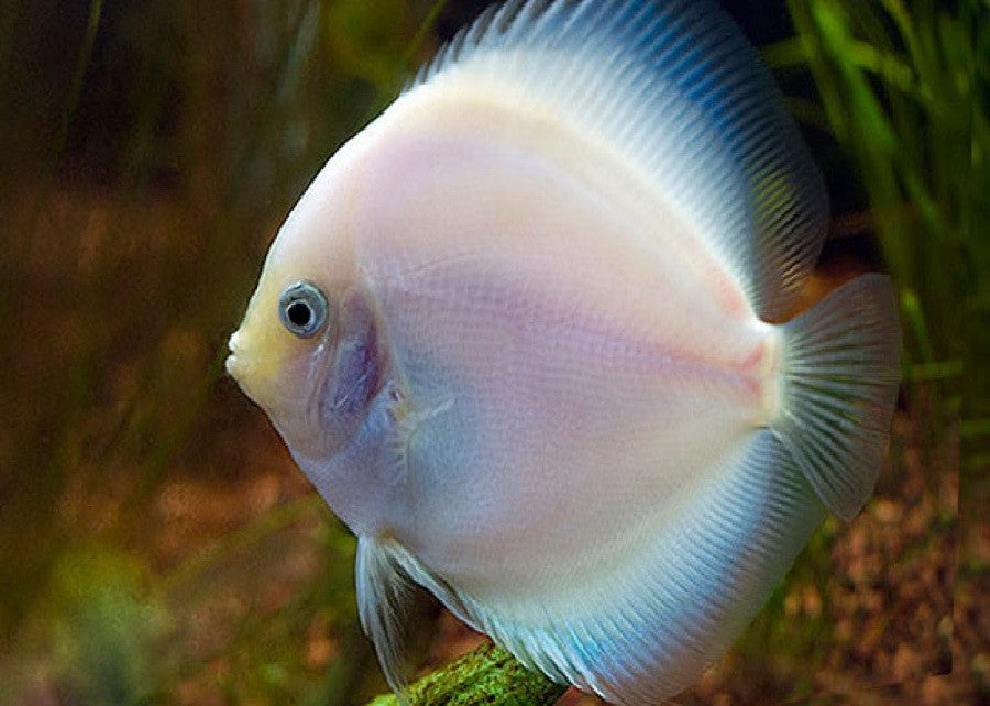 Discus "Symphysodon discus"