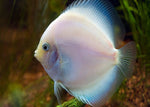 Discus "Symphysodon discus"