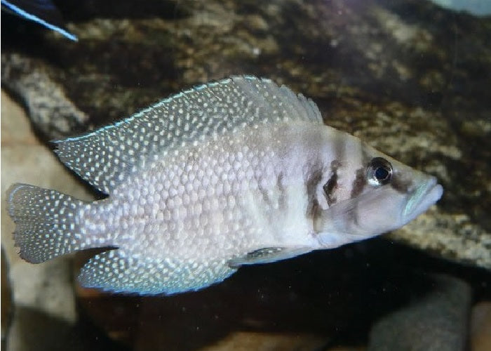 White Calvus Cichlid "Altolamprologus calvus"