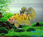 Bettas "Betta splendens"