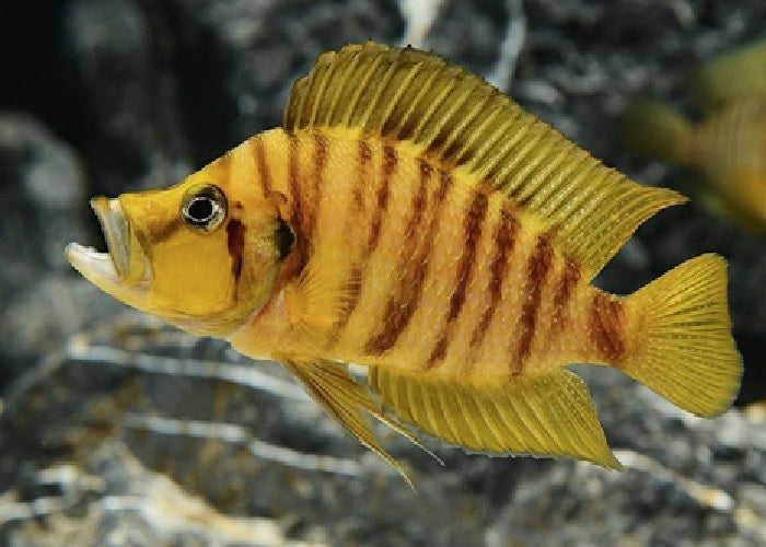 Yellow Calvus "Altolamprologus calvus" yellow