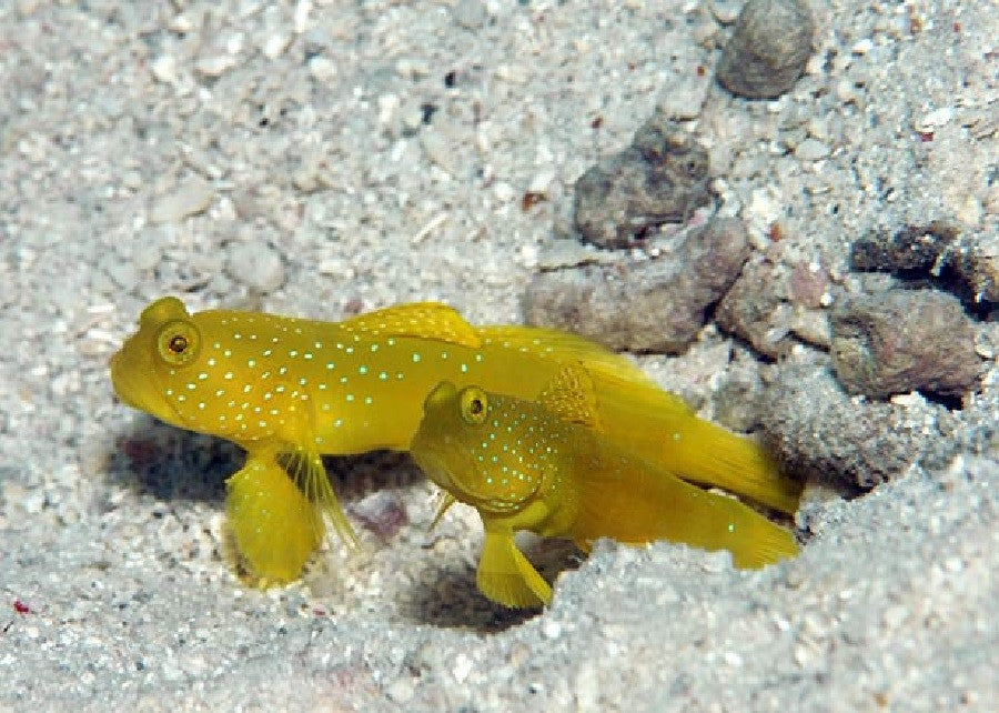 Yellow Watchman Goby "Cryptocentrus cinctus"
