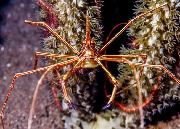 Yellowline Arrow Crab "Stenorhynchus seticornis"