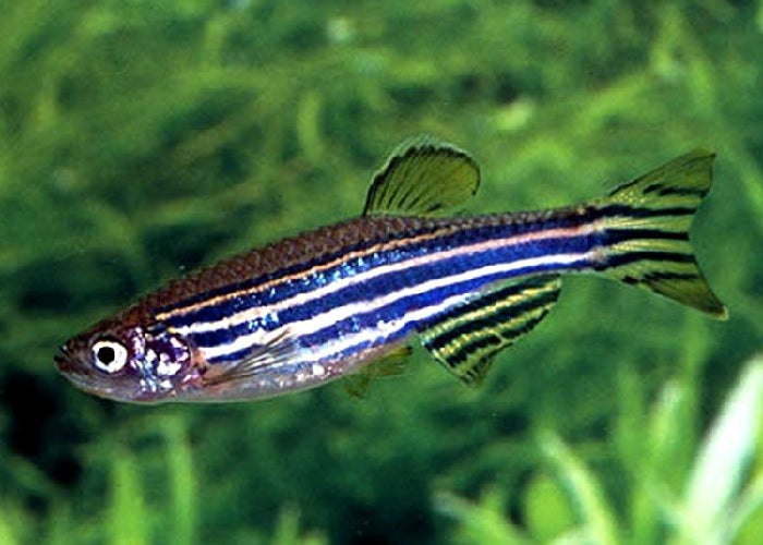 Zebra Danio "Danio rerio"