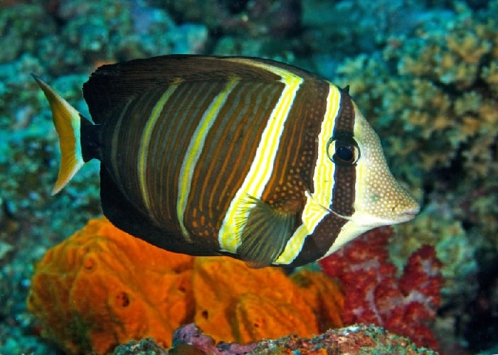 Pacific Sailfin Tang "Zebrasoma veliferum"