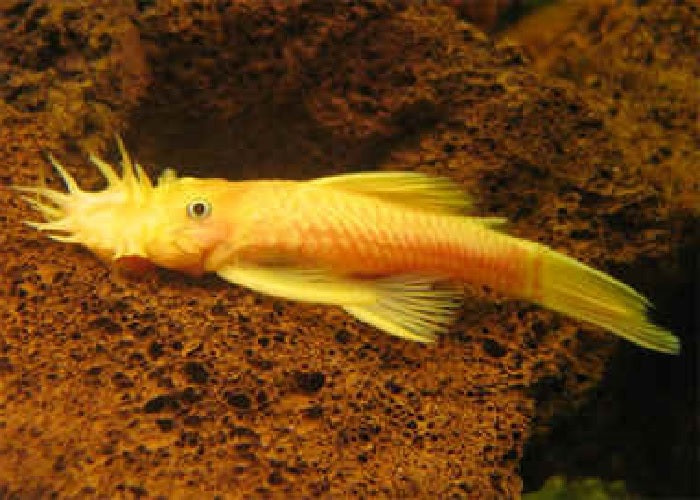 L144 - Blue Eyed Yellow Bristlenose Pleco