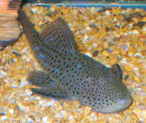 Rubbernose Spotted Pleco - L148