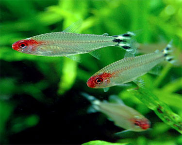 Rummy Nose Tetra