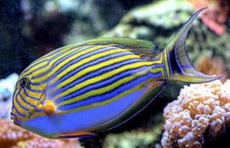 Clown Tang "Acanthurus lineatus"