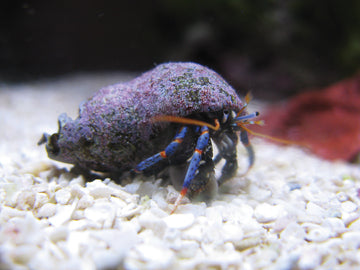 Common Algae Hermitcrab (blue leg) (black leg)