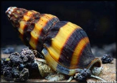 Assassin Snail "Anentoma helena"