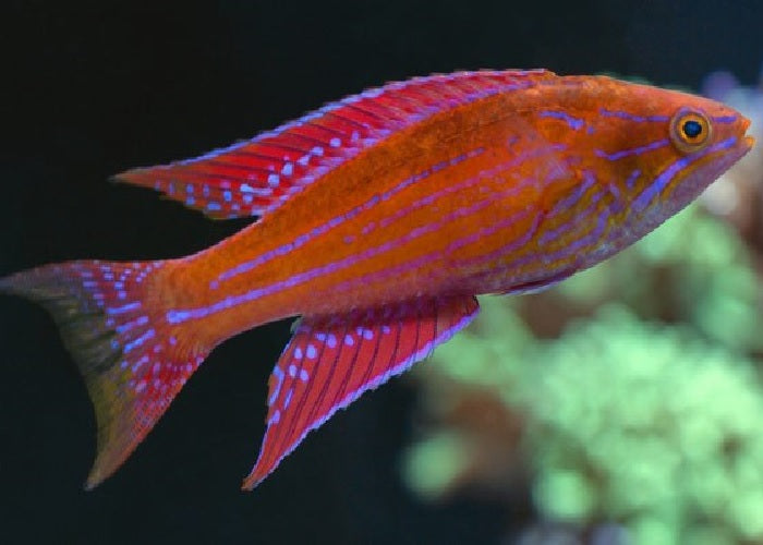Royal Flasher Wrasse "Paracheilinus Angulatus"